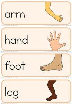 three different types of feet with the words arm, hand, foot and leg on them