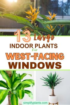 If you have a west-facing window in your home and want to add some large indoor plants to your decor, you might be wondering which plants can thrive in this bright and sunny condition. Fortunately, there are many large indoor plants that can tolerate the intense west-facing sunlight and still look stunning. In this article, we've compiled a list of 13 large indoor plants that are perfect for west-facing windows. Plants For West Facing Window, Plants That Like Sun, Big House Plants, Front Porch Plants, Window House, Large Indoor Plants, Porch Plants, Plant Window, Indoor Tree