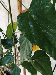 a plant with green leaves and yellow flowers in the center, next to a white wall