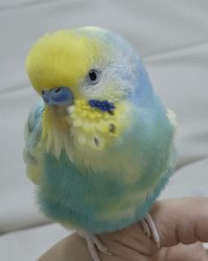 a small yellow and blue bird perched on top of someone's hand