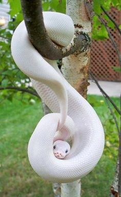 a white snake hanging from a tree branch