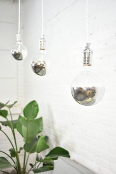 three light bulbs hanging from the ceiling next to a potted plant