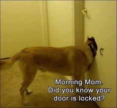 a brown dog standing in front of a door with the caption, morning mom did you know your door is locked?