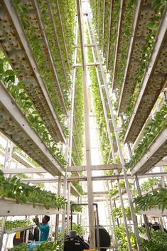 the inside of a greenhouse with plants growing on it's sides and people looking up at them