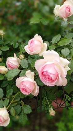 several pink roses blooming on a bush in front of some green leaves and shrubbery