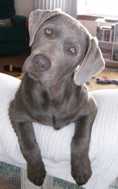 a dog is sitting on the arm of a couch and looking up at the camera