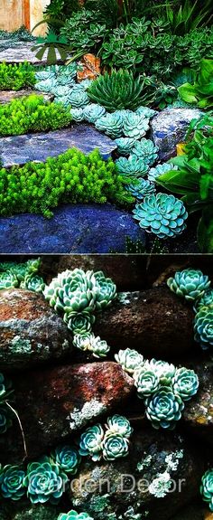 there are many different plants and rocks in the garden, including succulents