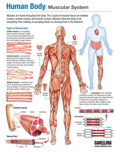 the human body and its muscular system with labels on each side, labeled in red