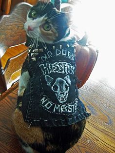 Heavy Metal Cat, Punk Cats, Battle Vest, Style Rock, Dog Furniture, Cute Creatures, Pretty Cats, Juno