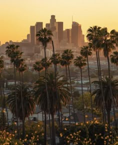 palm trees are in front of the city skyline at sunset with yellow flowers on the foreground