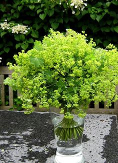 a glass vase filled with green plants on top of a table next to a wooden bench