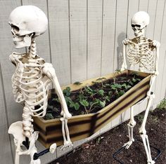 two skeletons are standing next to a planter with plants in it and one is holding a skeleton