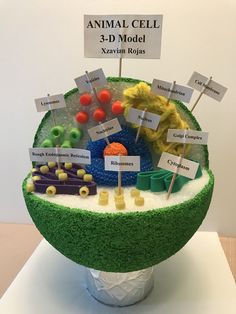 an animal cell model is shown with labels on it's sides and food in the middle