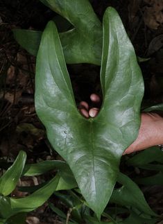 a person's hand holding onto a large green leaf