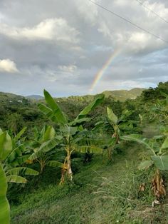 there is a rainbow in the sky over some trees and bushes with bananas growing on them