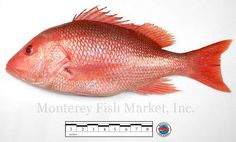 a red fish is shown on a white background