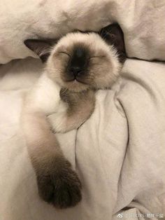 a siamese cat sleeping on top of a white blanket with its paws tucked under the covers