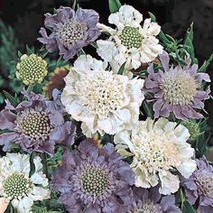 purple and white flowers with green leaves in the background