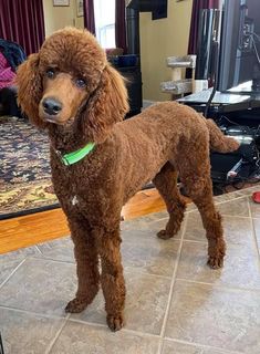 a brown poodle standing on top of a tile floor