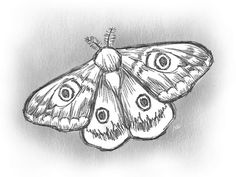 a black and white drawing of a moth with two eyes on it's wings