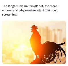 a rooster standing on top of a roof next to the sun