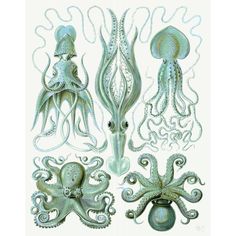 Turquoise Octopus and Squid b Poster Print - Funky Fab-VARPDX191241D Image 1 Sea Creature Art, Sea Creatures Art, Sea Creature, Fine Arts Posters, Stock Paper, Creature Art, Sea Creatures, Paper Stock, Octopus