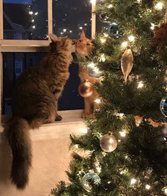 a cat sitting on a window sill next to a christmas tree and looking out the window