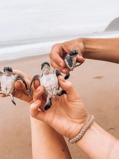 three baby turtles being held in their hands on the beach