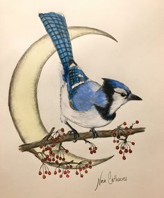 a drawing of a blue jay perched on a branch with berries in front of it