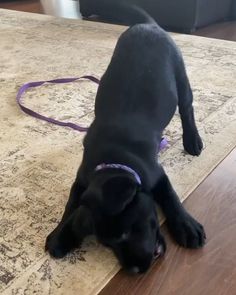 a black dog laying on top of a wooden floor next to a purple leashes