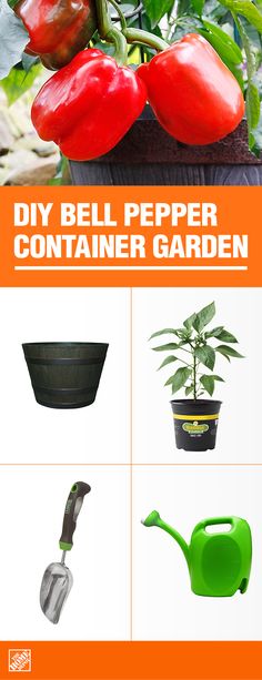 the instructions for how to grow bell pepper containers in your garden are easy and fun