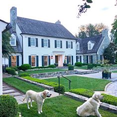 two white dogs standing in front of a large house with hedges and bushes on the lawn