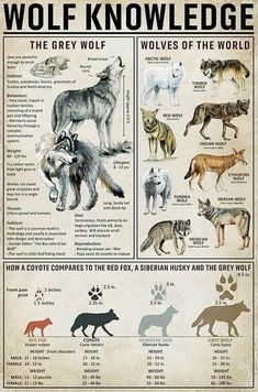 an animal poster with different types of wolfs