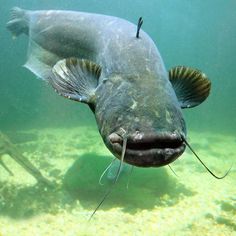 a large fish swimming in the water with its mouth open and it's tongue out