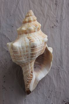 a sea shell is shown against a white background