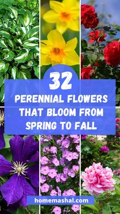 flowers that bloom from spring to fall with text overlay reading 32 perennial flowers that bloom from spring to fall