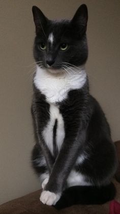 a black and white cat sitting on top of a couch