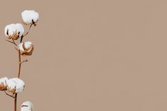 some cotton plants with snow on them against a brown background