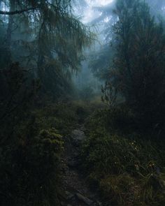 a trail in the middle of a forest on a foggy day