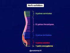 𝐋𝐞𝐬 𝐧𝐞𝐫𝐟𝐬 𝐫𝐚𝐜𝐡𝐢𝐝𝐢𝐞𝐧𝐬 ~ On retrouve 3️⃣1️⃣ paires de nerfs rachidiens (ou spinaux) qui se détachent de la moelle épinière. Ils font partie du système nerveux périphérique (SNP). Florence