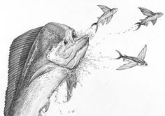 a pencil drawing of fish jumping out of the water to eat something off of it's mouth