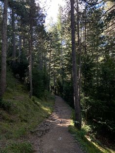 a trail in the woods with lots of trees