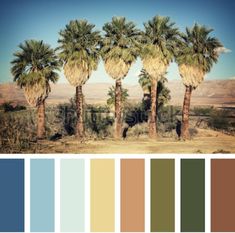 palm trees in the desert with color swatches