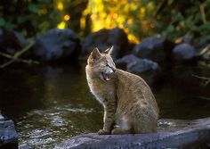 a cat yawns while sitting on a log in the water near some rocks