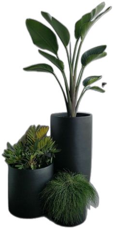 three black pots with plants in them on a white background and one has green grass