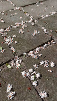 small white flowers are scattered on the ground