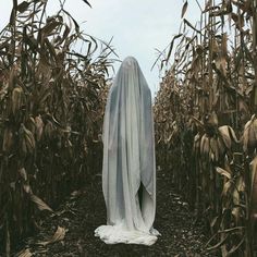 a ghostly figure standing in a corn field