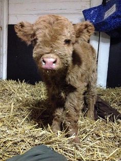 a baby calf is standing in the hay