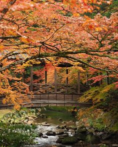 a bridge over a small stream surrounded by trees with orange and red leaves on it