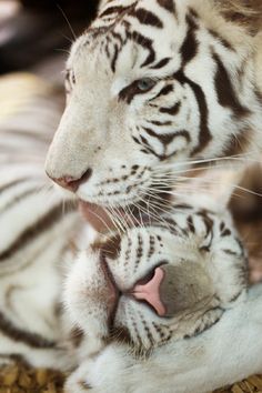 a baby white tiger laying next to its mother